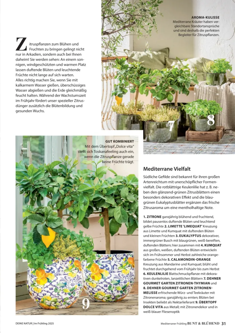 Dehner Prospekt vom 06.01.2026, Seite 31