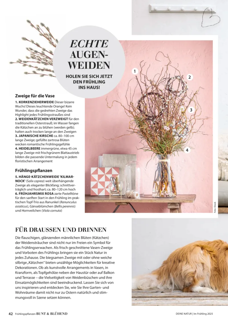 Dehner Prospekt vom 06.01.2026, Seite 42