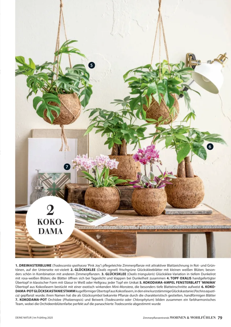 Dehner Prospekt vom 06.01.2026, Seite 79