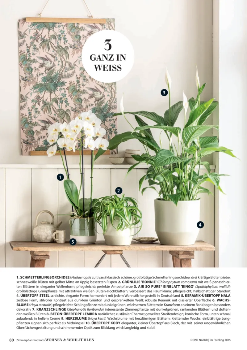 Dehner Prospekt vom 06.01.2026, Seite 80