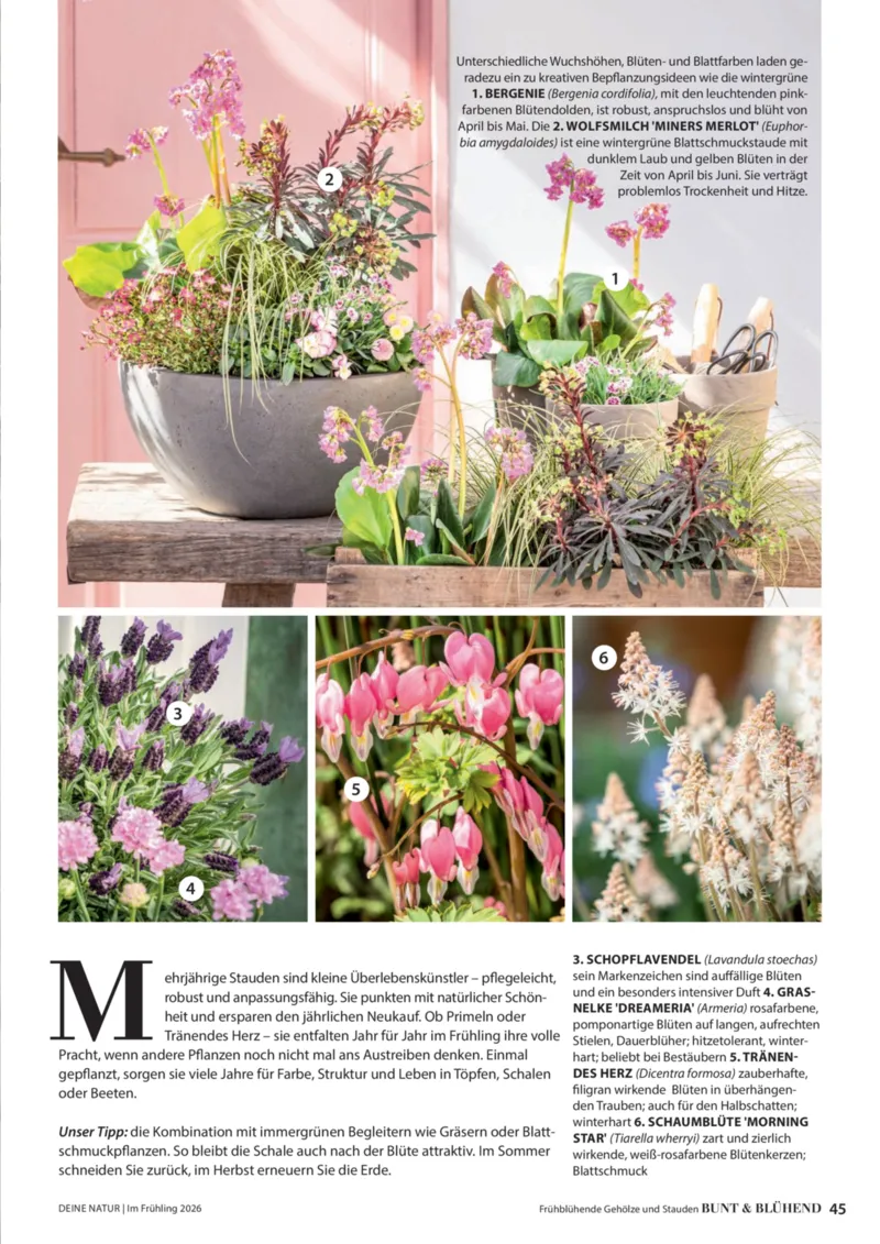 Dehner Prospekt vom 01.04.2026, Seite 45