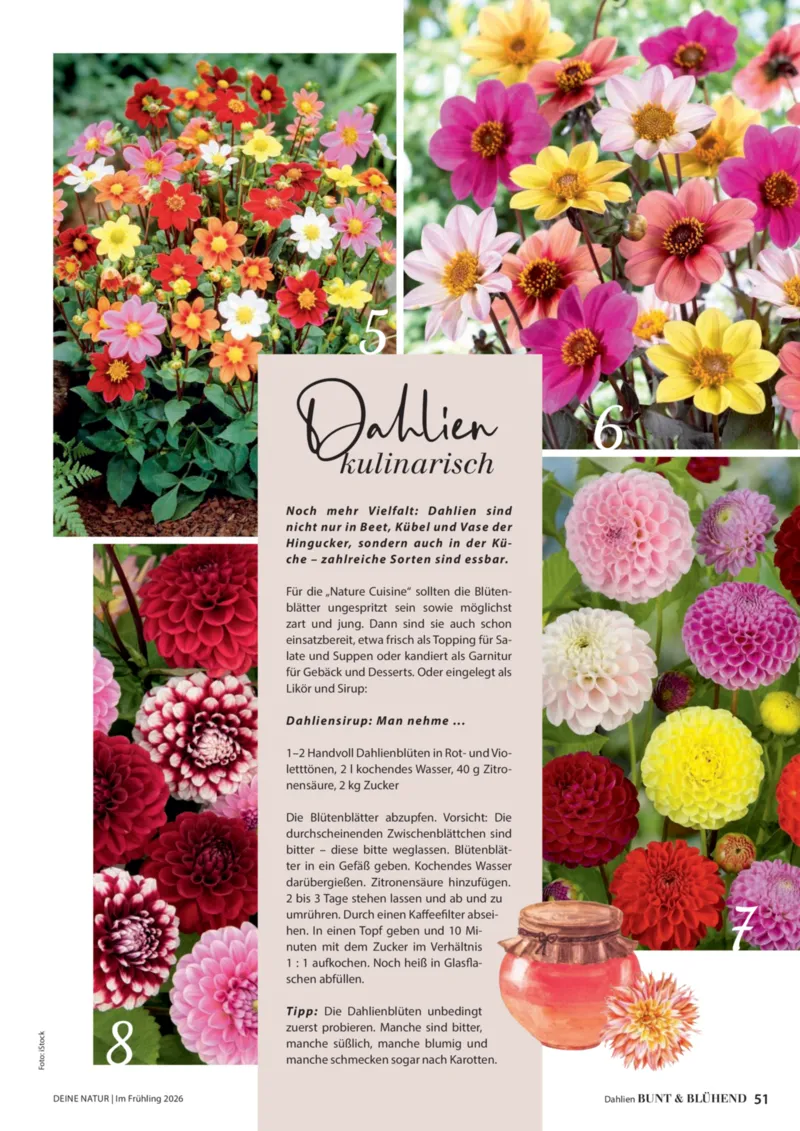 Dehner Prospekt vom 01.04.2026, Seite 51