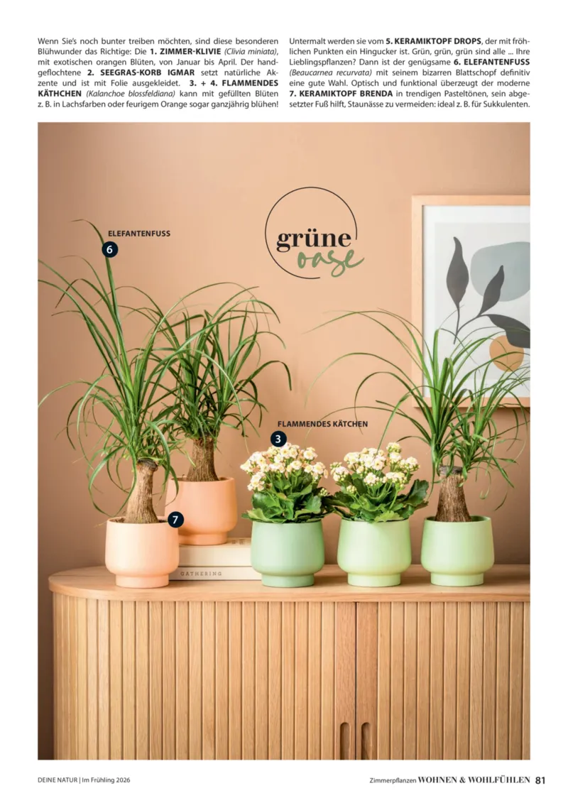 Dehner Prospekt vom 01.04.2026, Seite 81