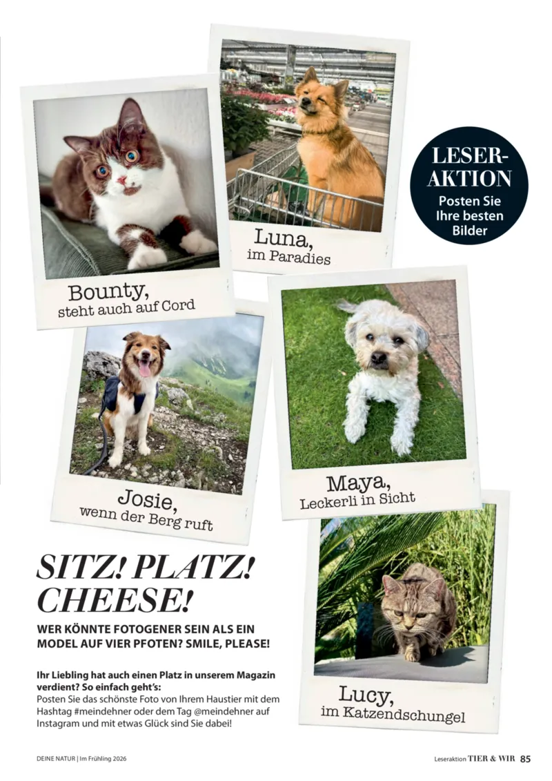 Dehner Prospekt vom 01.04.2026, Seite 85