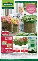 Dehner Prospekt vom 10.06.2026