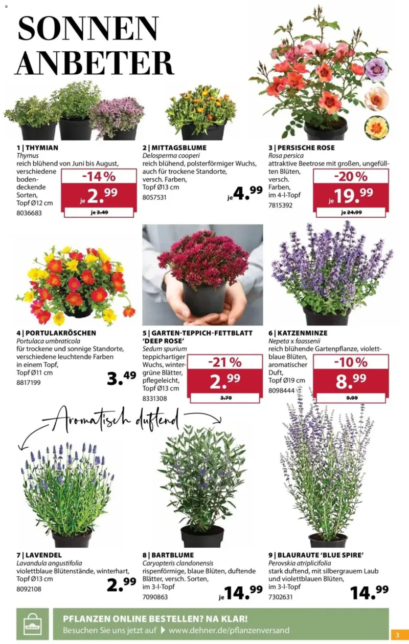 Dehner Prospekt vom 24.06.2026, Seite 3