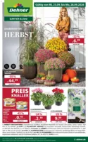 Dehner Prospekt vom 23.09.2026