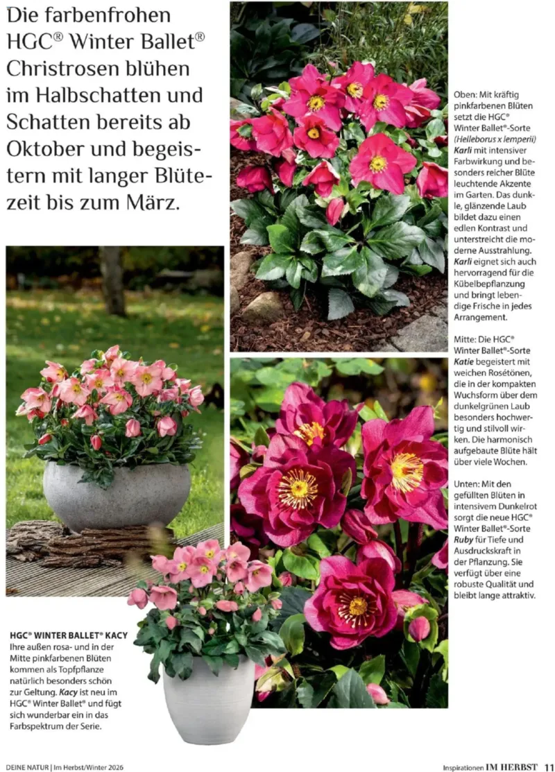 Dehner Prospekt vom 09.10.2026, Seite 11