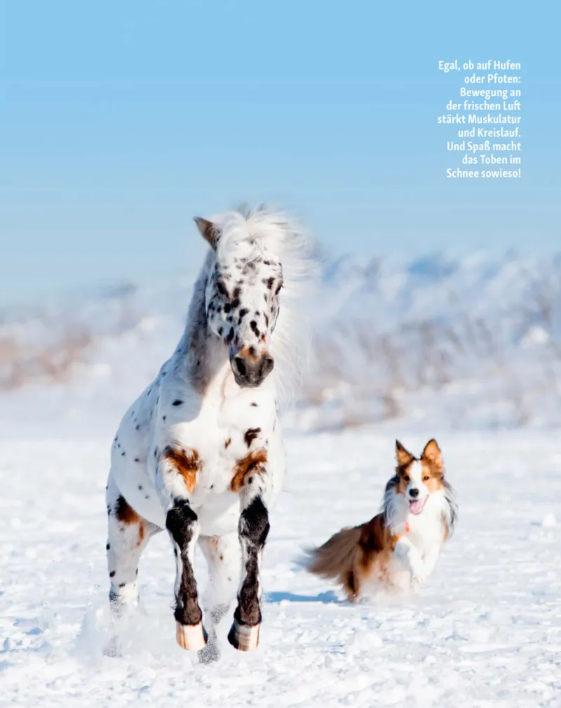 Fressnapf Prospekt vom 01.01.2026, Seite 12