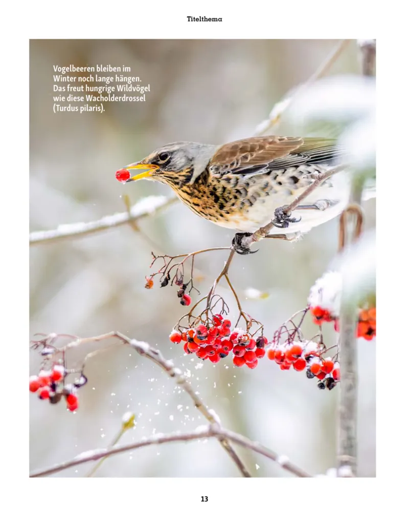 Fressnapf Prospekt vom 01.01.2026, Seite 13