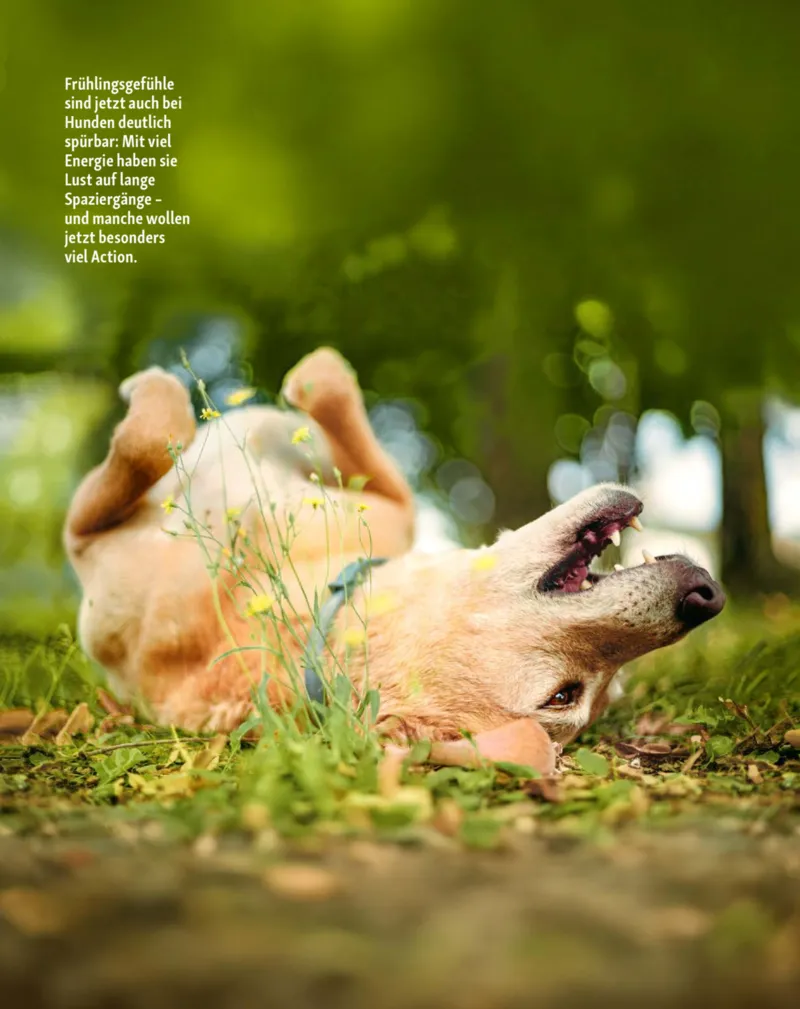 Fressnapf Prospekt vom 01.03.2026, Seite 12