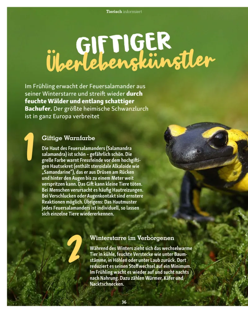 Fressnapf Prospekt vom 01.03.2026, Seite 36