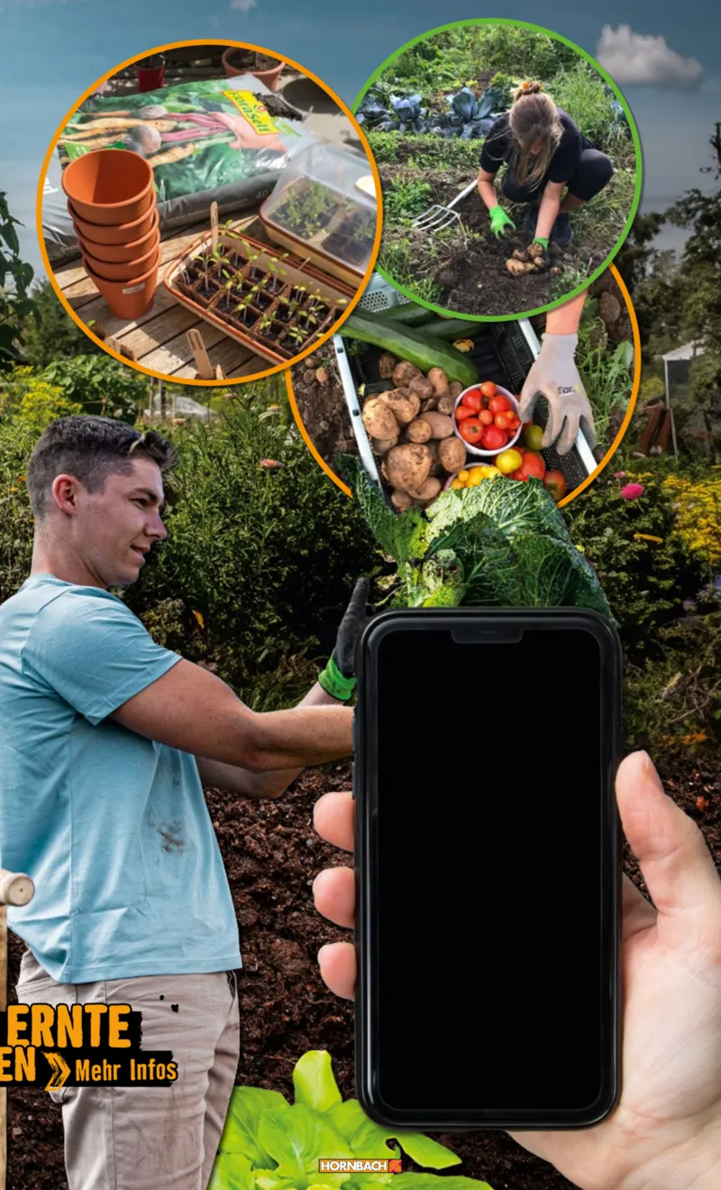 Hornbach Prospekt vom 10.06.2025, Seite 13