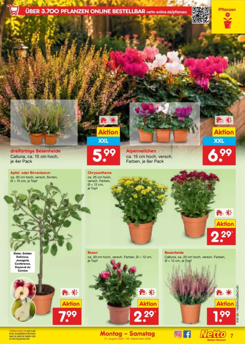 Netto Marken-Discount Prospekt vom 31.08.2026, Seite 9