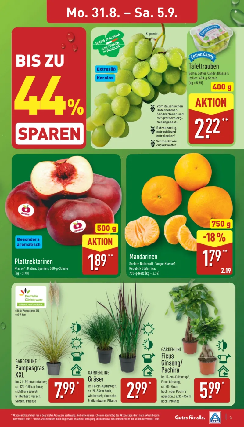 ALDI Nord Prospekt vom 31.08.2026, Seite 3