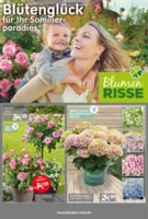 Blumen Risse Prospekt vom 28.05.2025