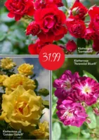 Blumen Risse Prospekt vom 10.06.2025