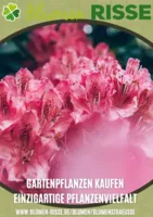 Blumen Risse Prospekt vom 03.09.2025