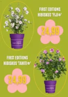 Blumen Risse Prospekt vom 03.09.2025
