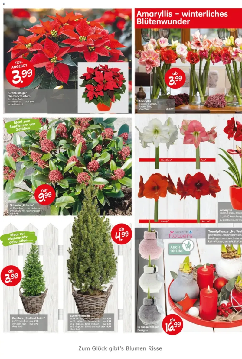Blumen Risse Prospekt vom 13.11.2025, Seite 4