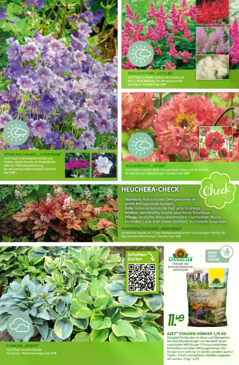 Blumen Risse Prospekt vom 16.04.2026, Seite 11