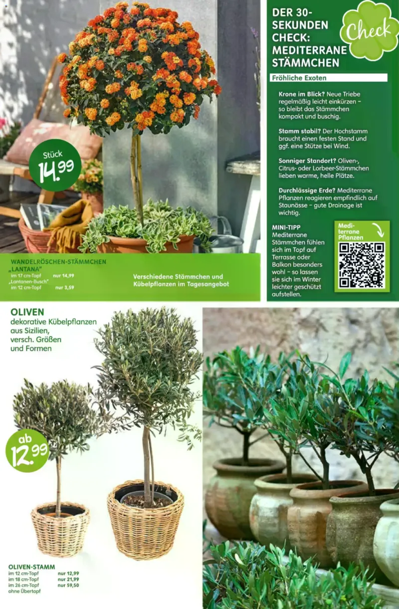 Blumen Risse Prospekt vom 16.04.2026, Seite 6