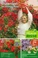 Blumen Risse Prospekt vom 16.04.2026
