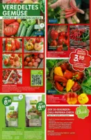 Blumen Risse Prospekt vom 16.04.2026