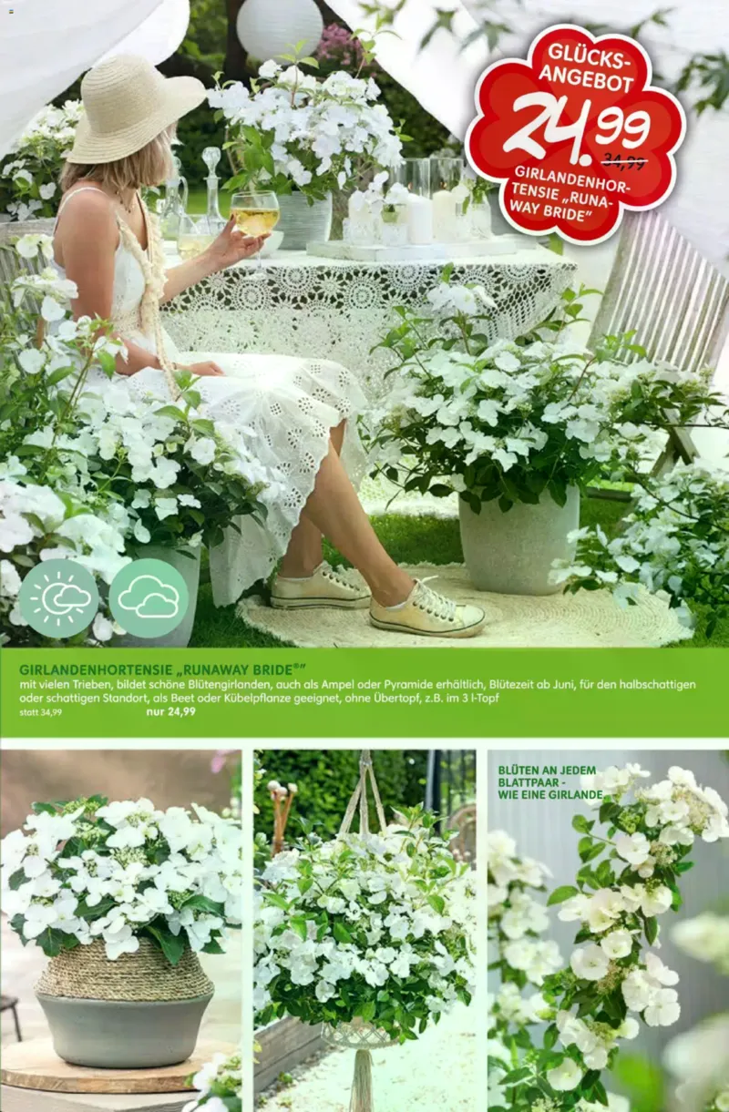 Blumen Risse Prospekt vom 28.05.2026, Seite 11