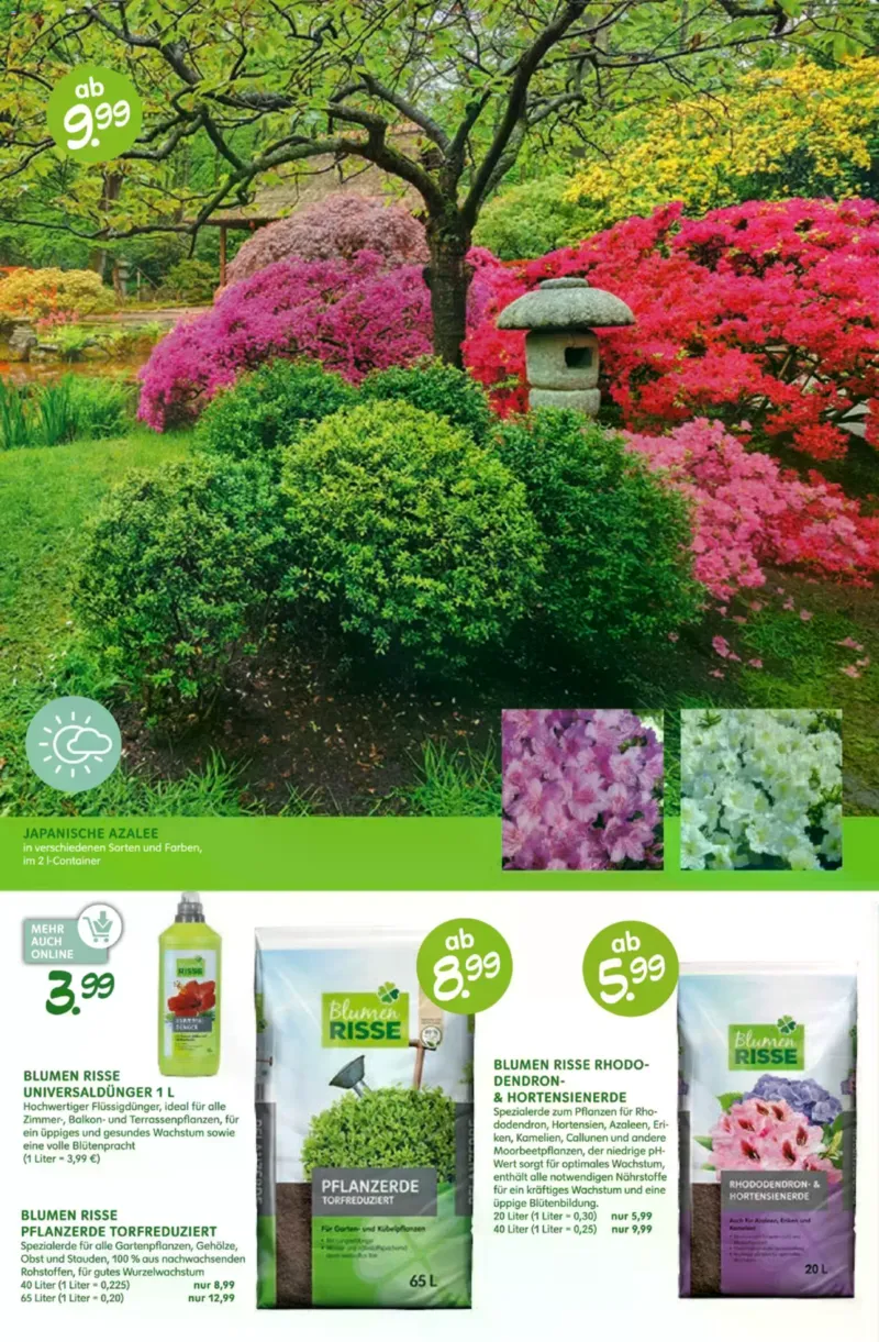 Blumen Risse Prospekt vom 28.05.2026, Seite 12