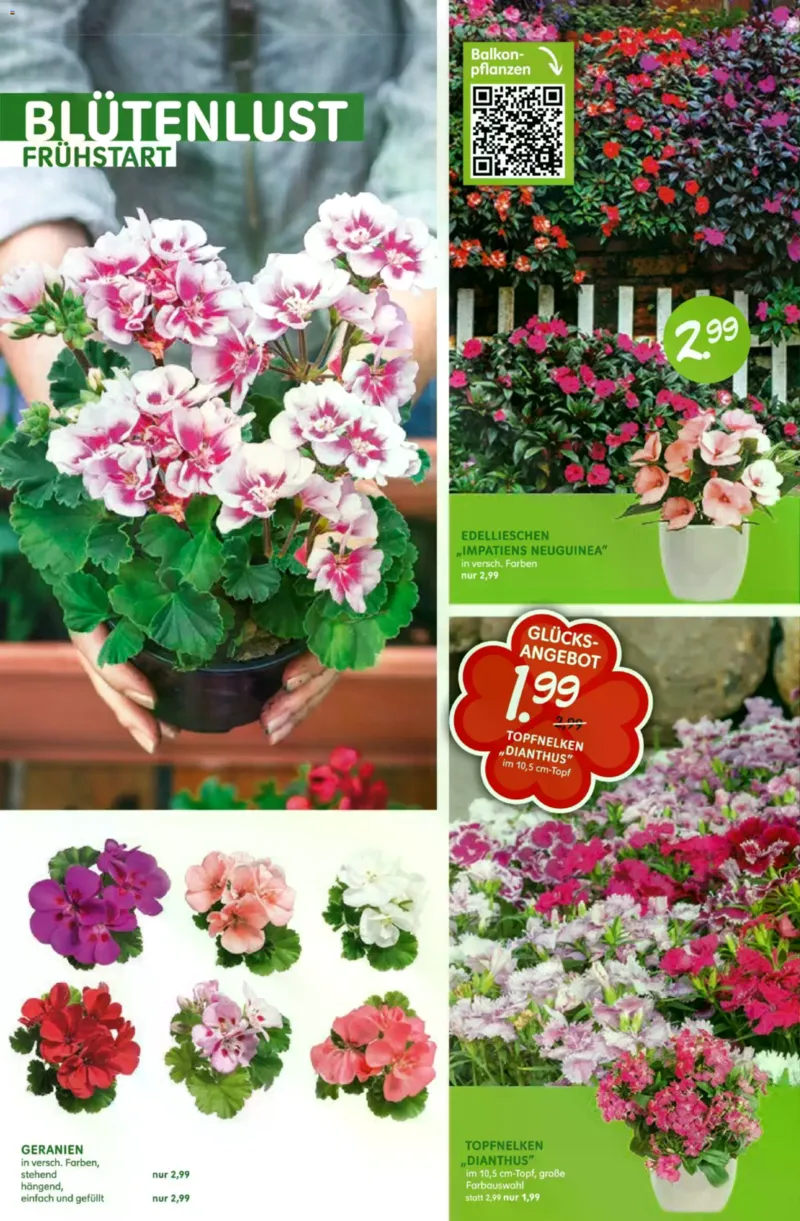 Blumen Risse Prospekt vom 28.05.2026, Seite 4