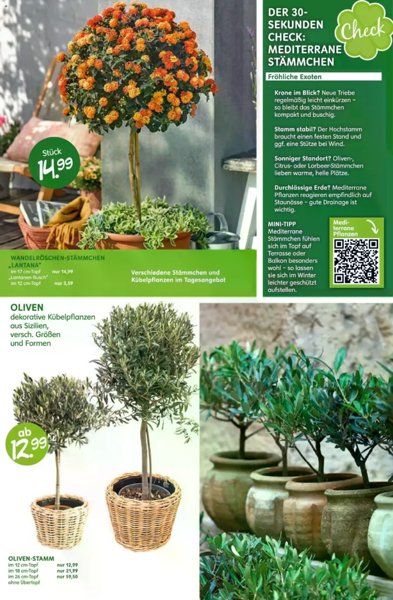 Blumen Risse Prospekt vom 28.05.2026, Seite 6