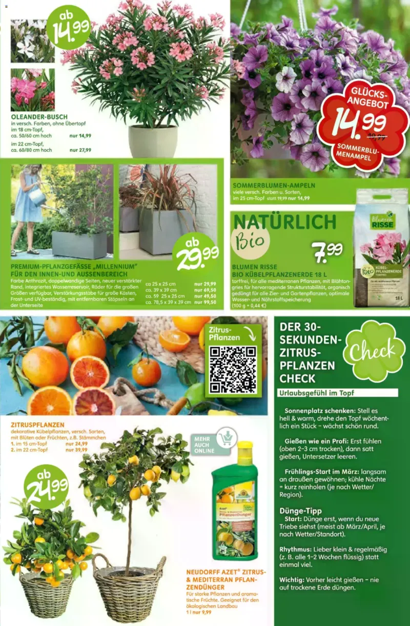 Blumen Risse Prospekt vom 28.05.2026, Seite 7