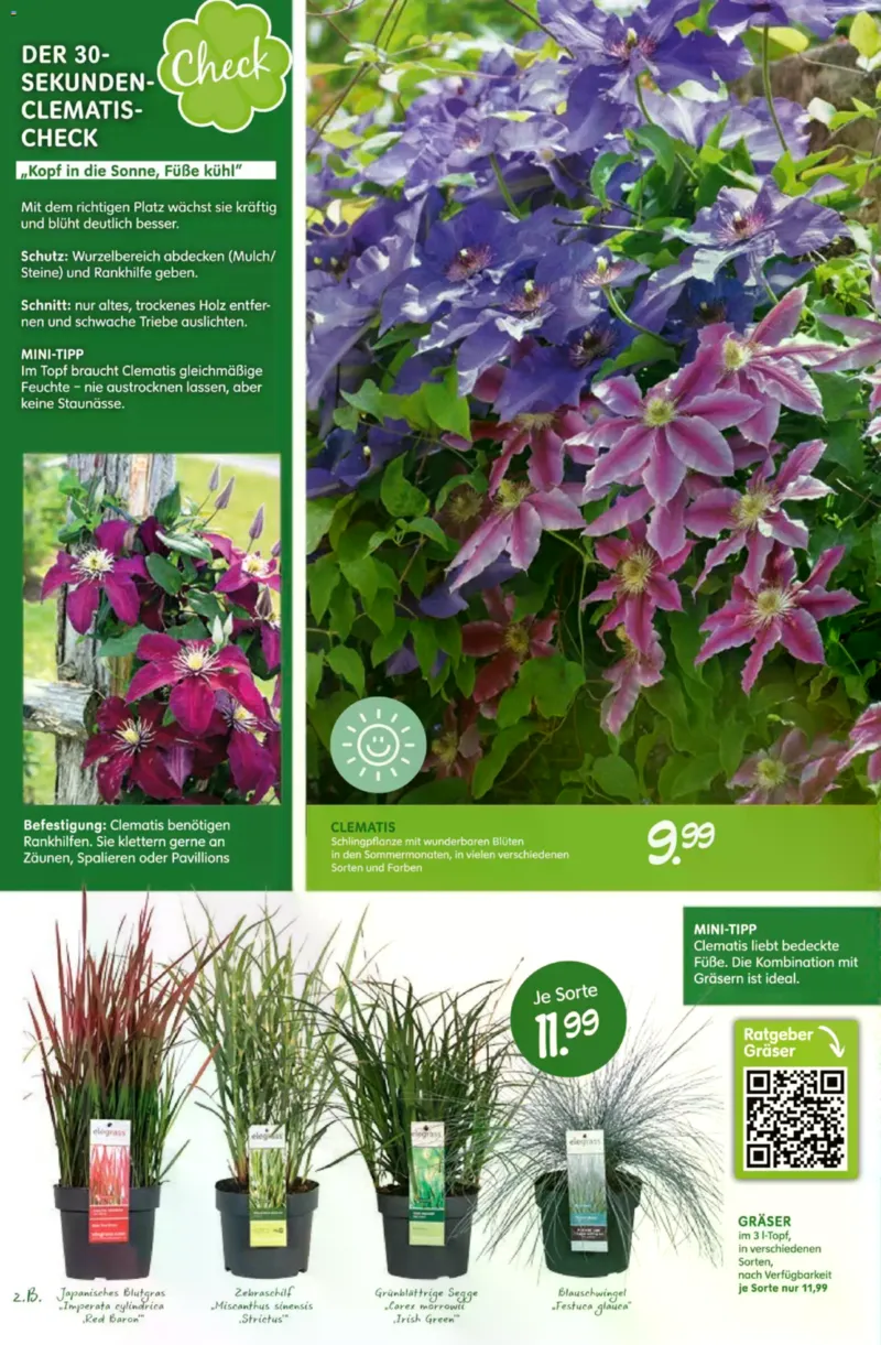 Blumen Risse Prospekt vom 28.05.2026, Seite 8