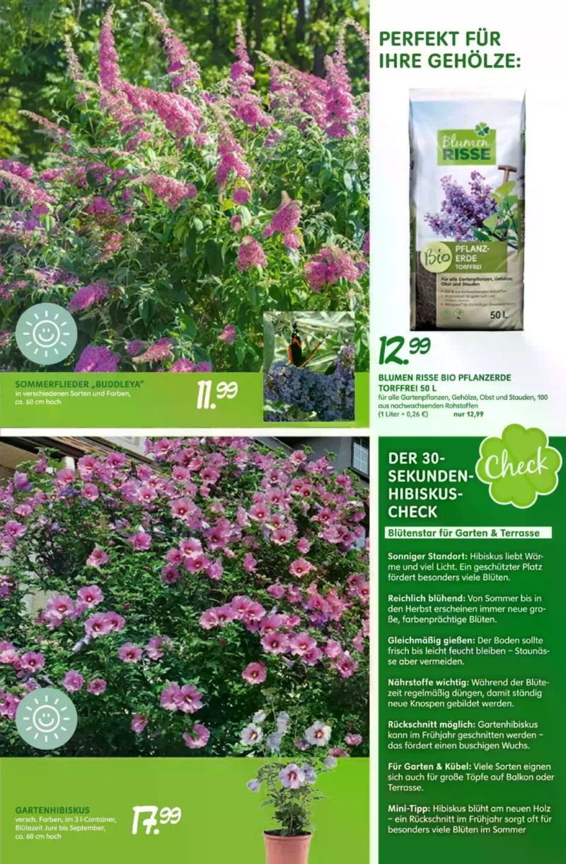 Blumen Risse Prospekt vom 28.05.2026, Seite 9