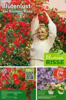 Blumen Risse Prospekt vom 28.05.2026