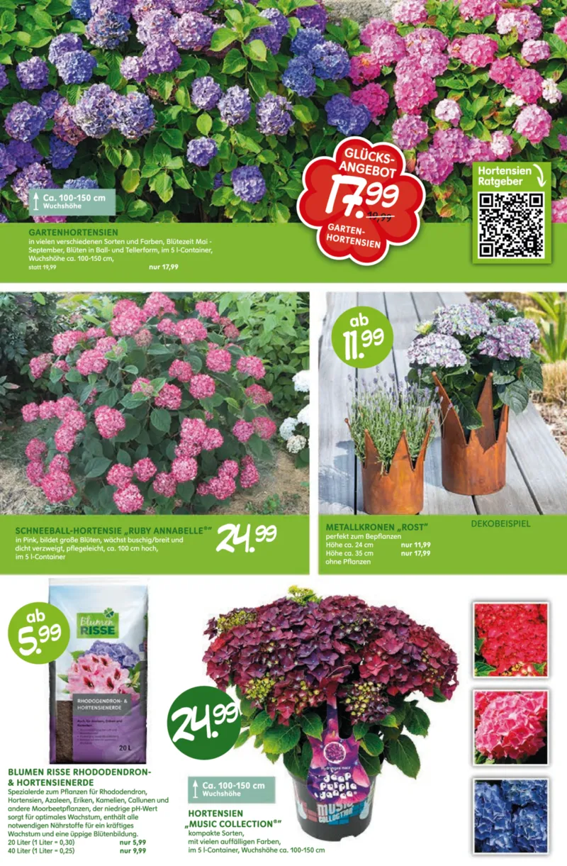 Blumen Risse Prospekt vom 28.05.2026, Seite 10