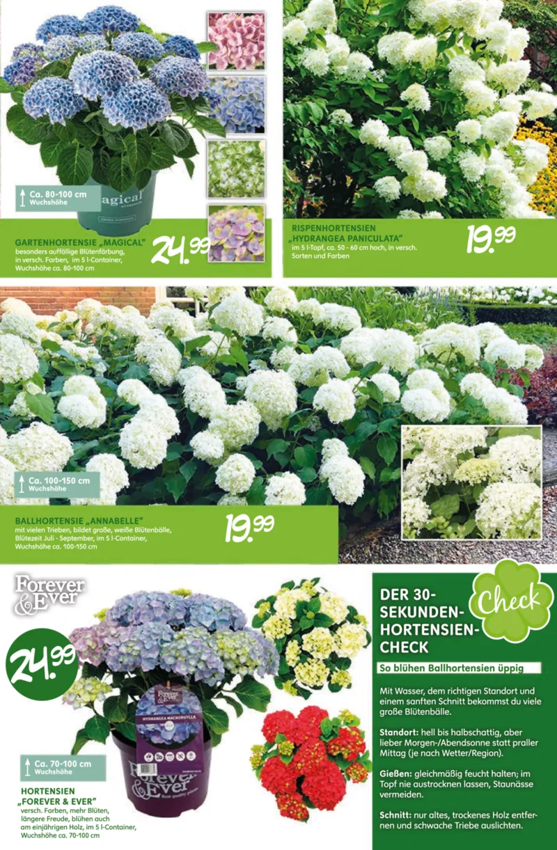 Blumen Risse Prospekt vom 28.05.2026, Seite 11
