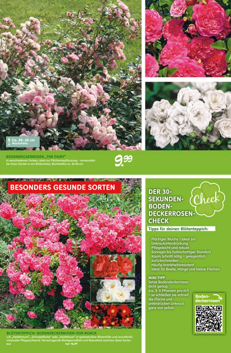 Blumen Risse Prospekt vom 28.05.2026, Seite 3