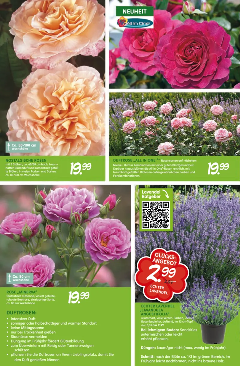 Blumen Risse Prospekt vom 28.05.2026, Seite 4