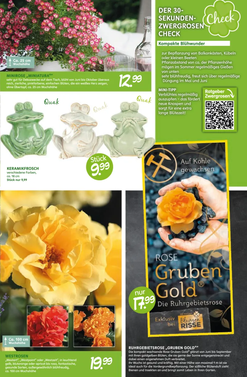 Blumen Risse Prospekt vom 28.05.2026, Seite 5