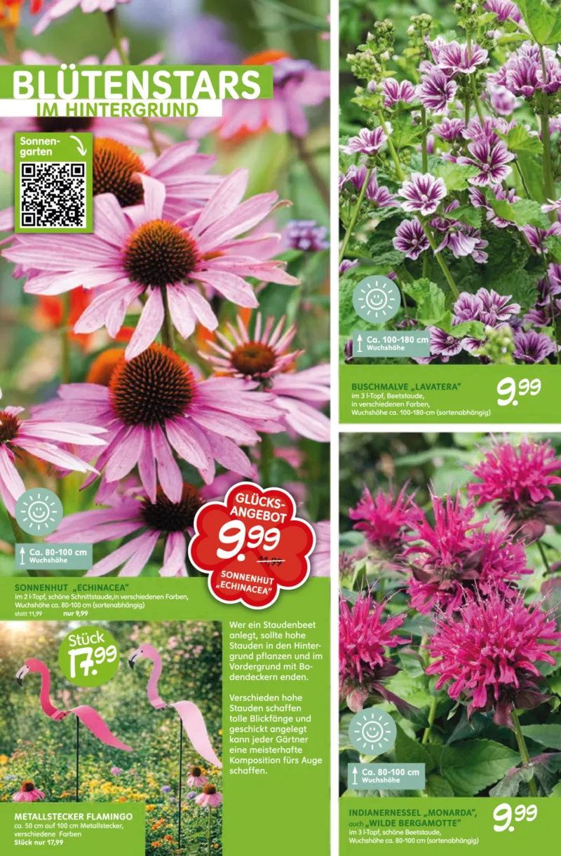 Blumen Risse Prospekt vom 28.05.2026, Seite 6