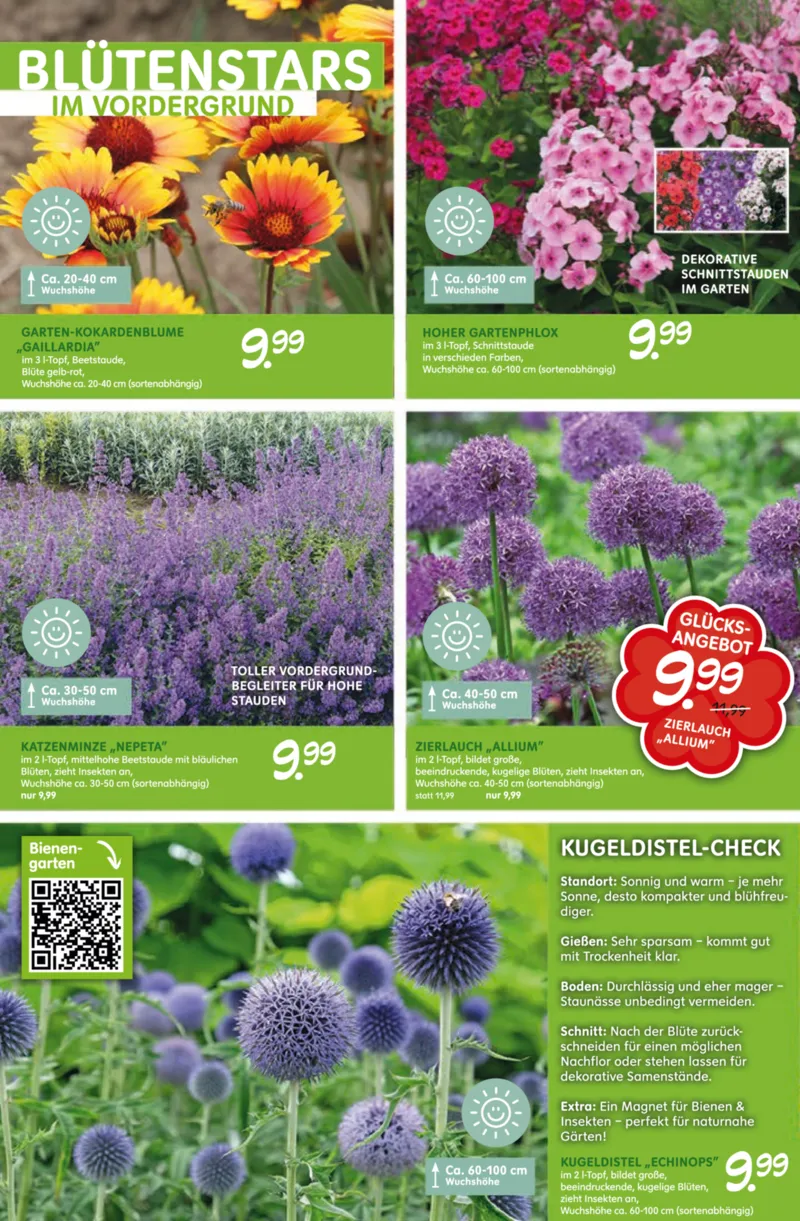 Blumen Risse Prospekt vom 28.05.2026, Seite 8