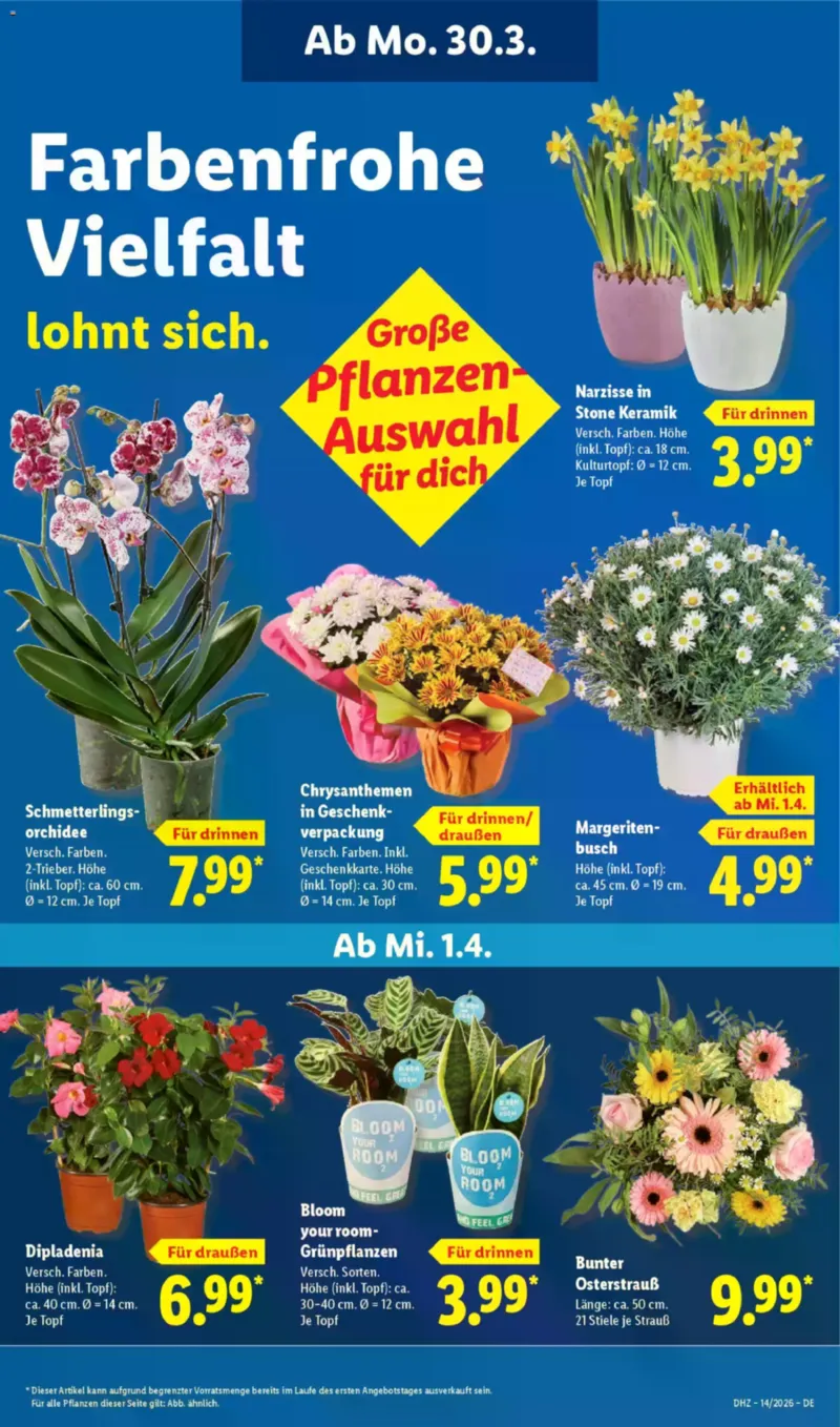Lidl Prospekt vom 30.03.2026, Seite 31