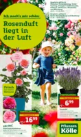 Pflanzen Kölle Prospekt vom 26.05.2025