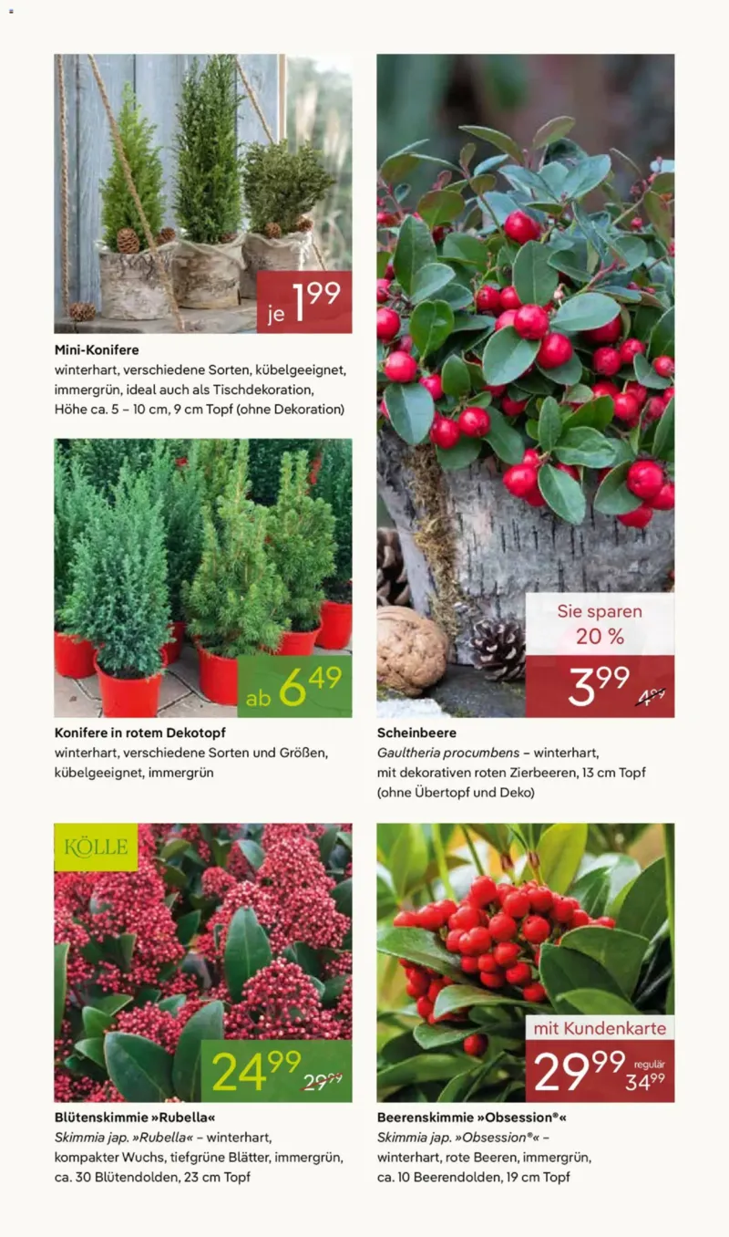Pflanzen Kölle Prospekt vom 03.11.2025, Seite 11