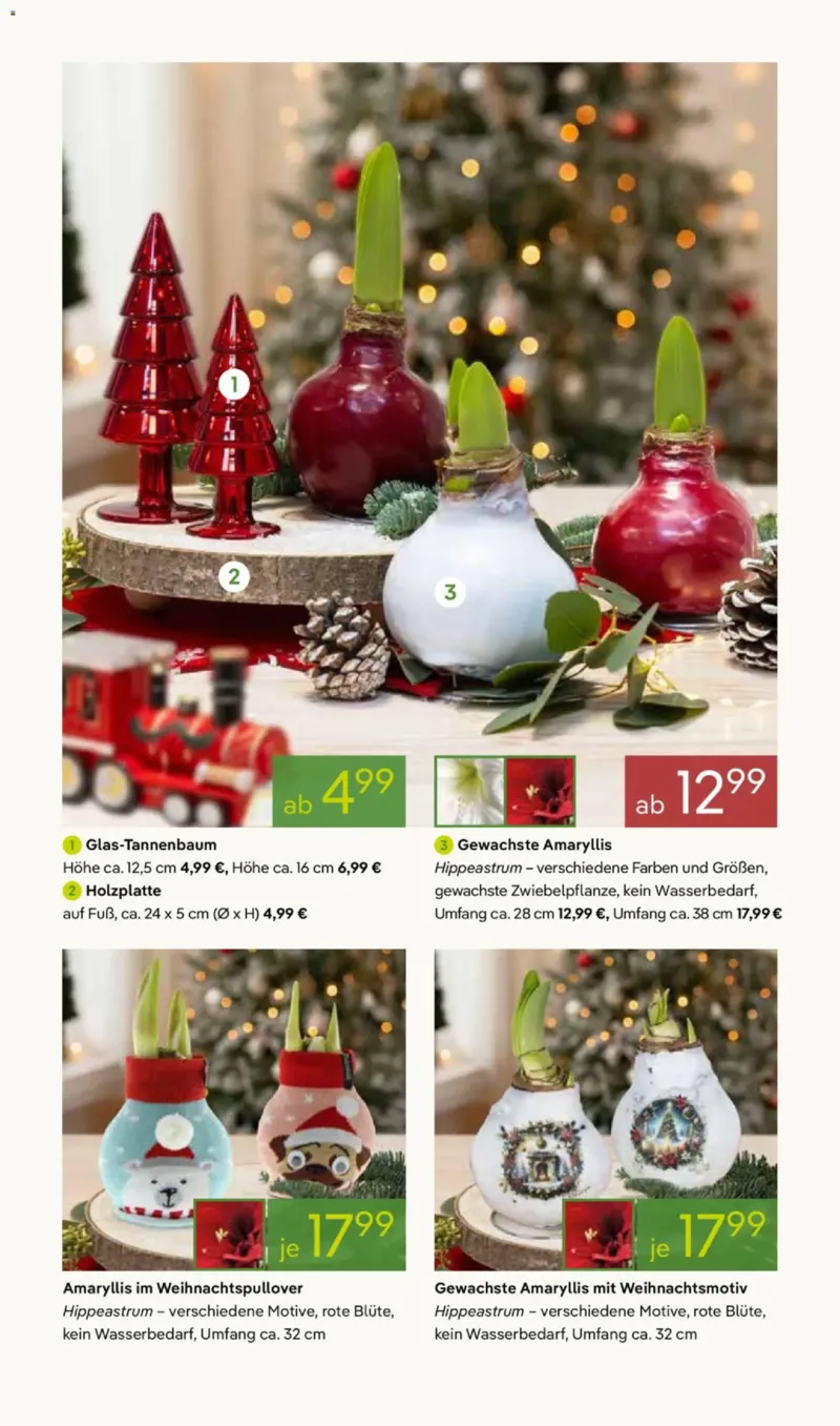 Pflanzen Kölle Prospekt vom 17.11.2025, Seite 3