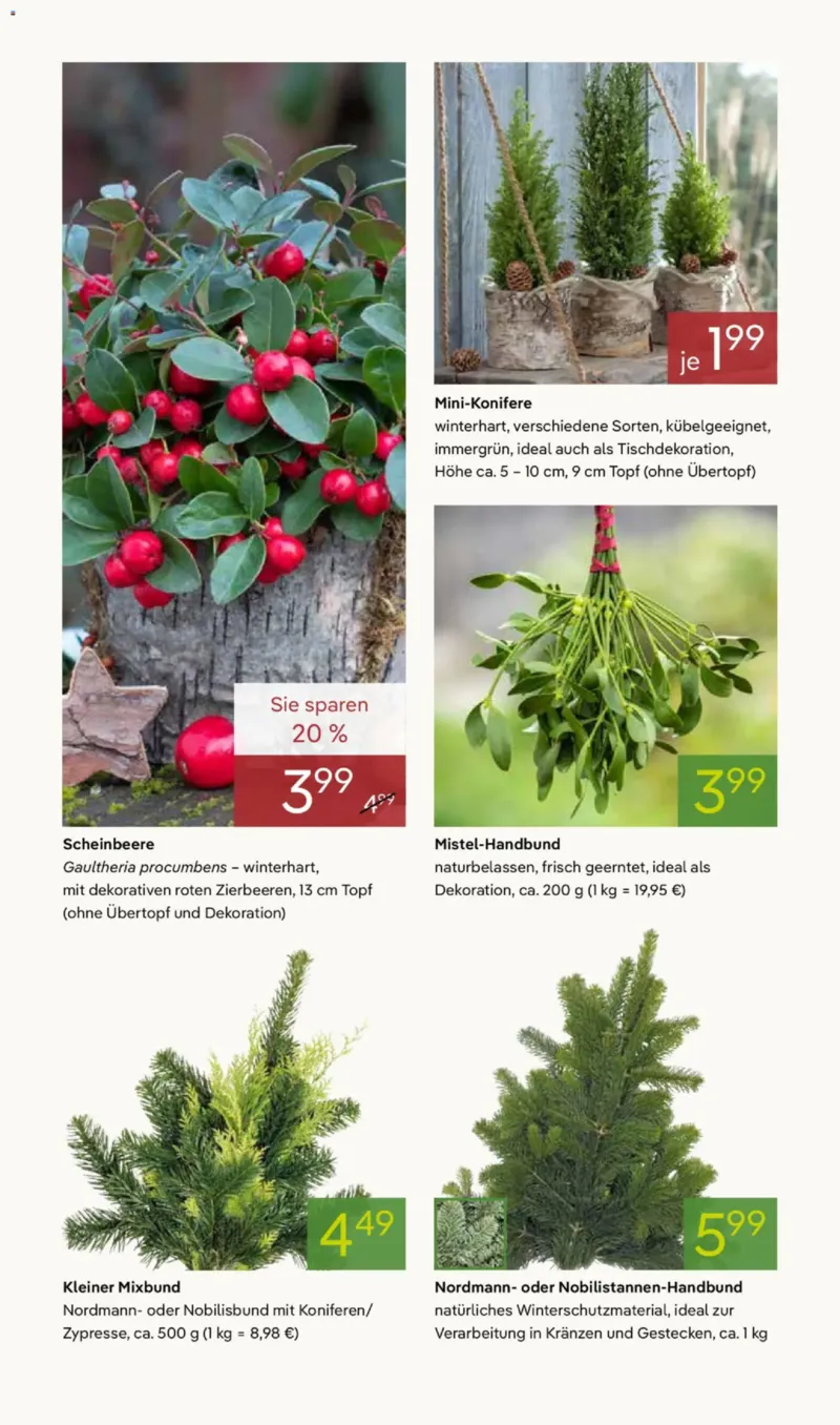 Pflanzen Kölle Prospekt vom 17.11.2025, Seite 8