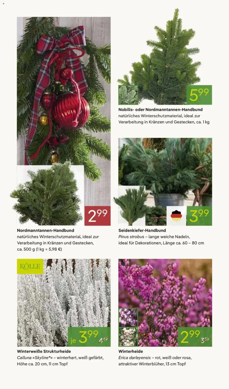 Pflanzen Kölle Prospekt vom 24.11.2025, Seite 8