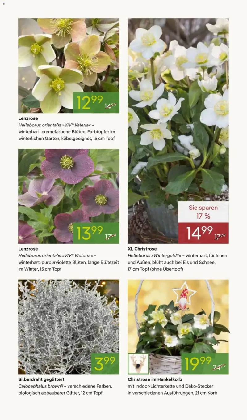 Pflanzen Kölle Prospekt vom 24.11.2025, Seite 9